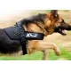 ARNES X-TREME PARA PERROS